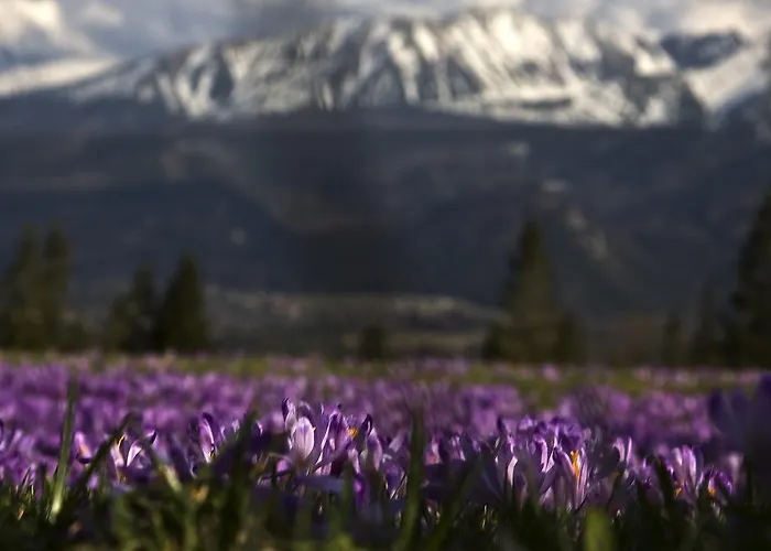 Accommodatie bij particulieren Na Potoku Zakopane